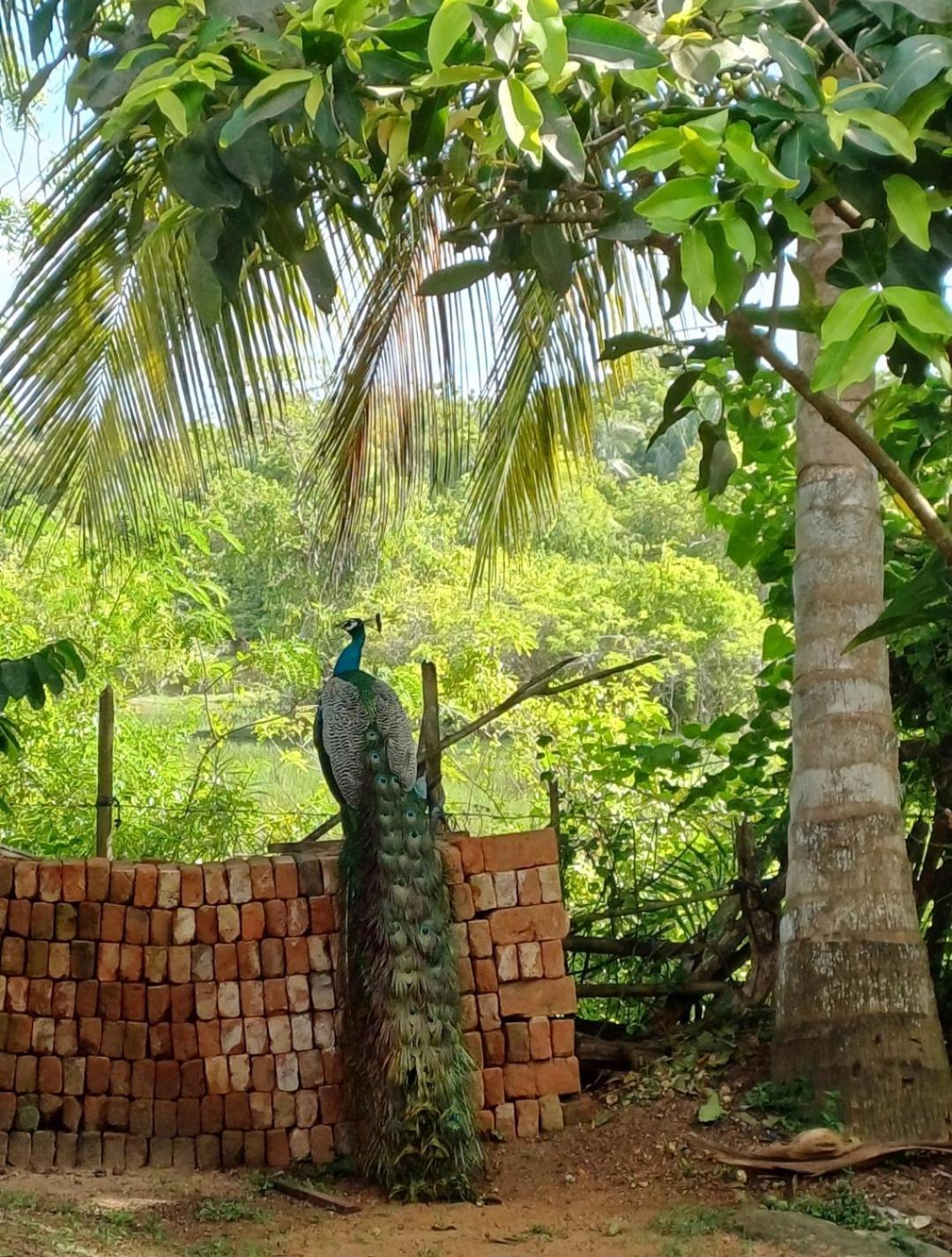 Turtle Island Cabana Tangalle Exteriér fotografie